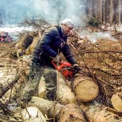 Расчистка участка от взрослых деревьев