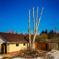 Удаление дерева целиком