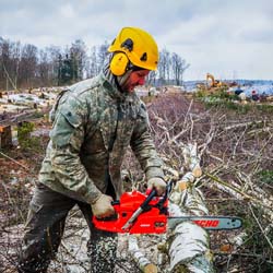 Сплошная валка леса в Чашниково (7га), выкорчёвывание пней экскаватором, сжигание порубочных остатков