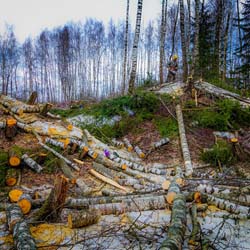 Сплошная валка леса в Чашниково (7га), выкорчёвывание пней экскаватором, сжигание порубочных остатков