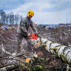 Сплошная валка леса в Чашниково (7га), выкорчёвывание пней экскаватором, сжигание порубочных остатков