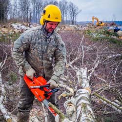 Сплошная валка леса в Чашниково (7га), выкорчёвывание пней экскаватором, сжигание порубочных остатков