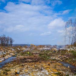 Сплошная валка леса в Чашниково (7га), выкорчёвывание пней экскаватором, сжигание порубочных остатков