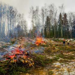 Сплошная валка леса в Чашниково (7га), выкорчёвывание пней экскаватором, сжигание порубочных остатков