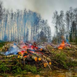 Сплошная валка леса в Чашниково (7га), выкорчёвывание пней экскаватором, сжигание порубочных остатков