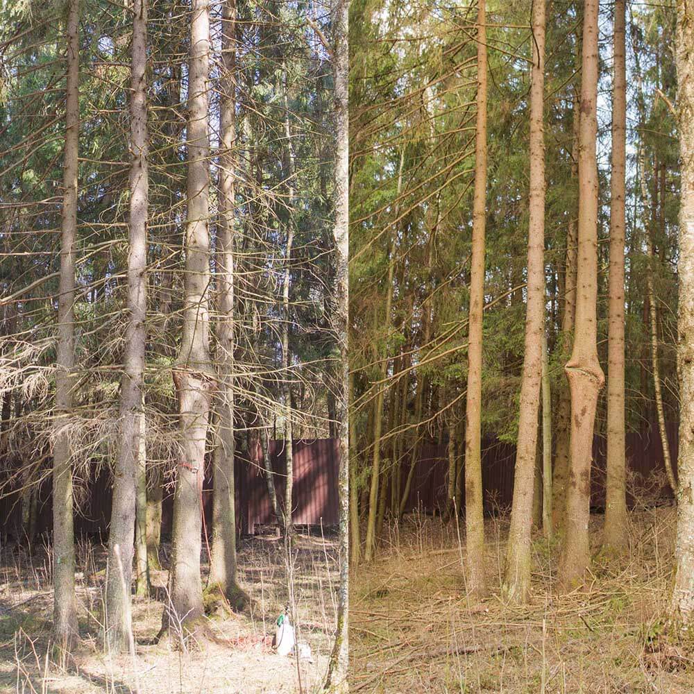 Кронирование и санитарная обрезка