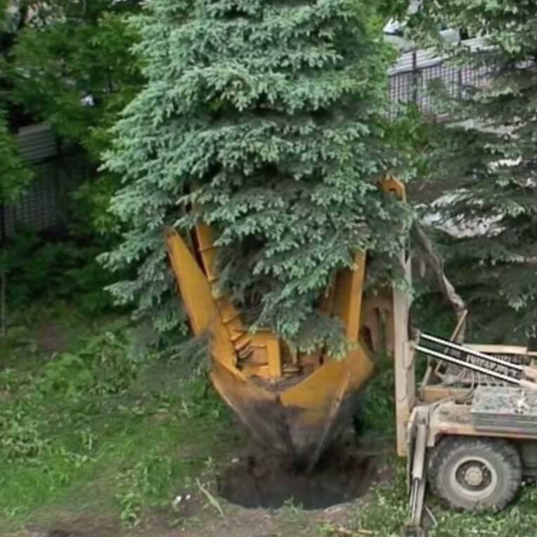 Посадка деревьев